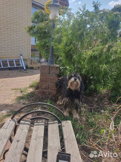 Щенки бесплатно