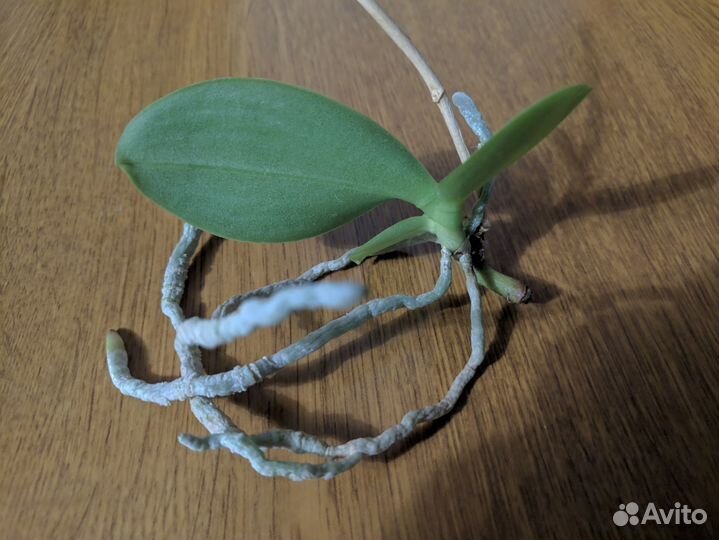 Орхидея фаленопсис детка от материнского растения