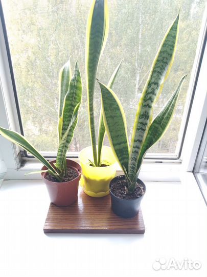 Сансевиерия полосатая