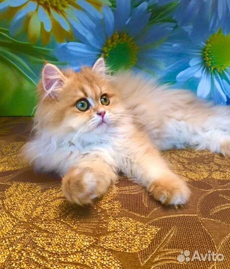 Британский длинношерстный мальчик