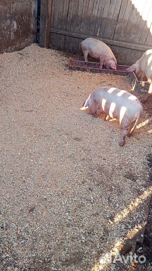 Поросята