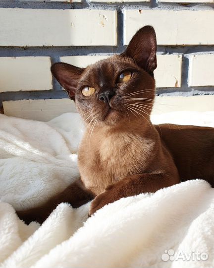 Бурманская кошечка