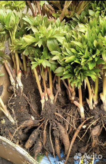 Пион Бартцелла- желтый, клубни, саженцы