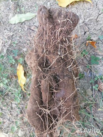 Адамов корень