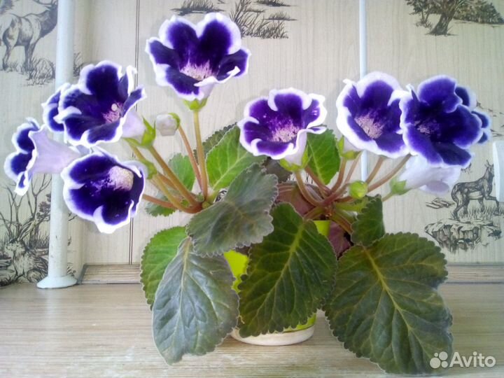 Глоксиния фиолетовая детки