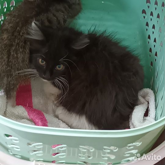 Котята в добрые руки бесплатно