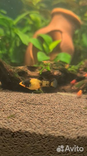 Моллинезия