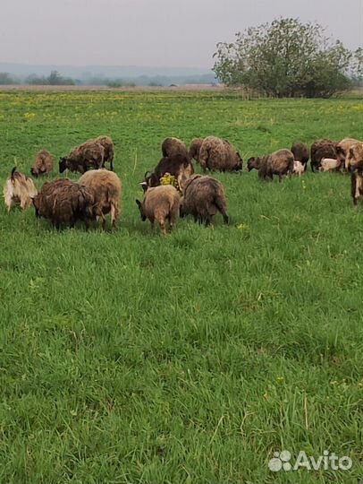 Продам баранов цена от за кг живого веса