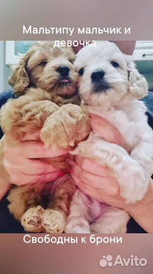 Мальтипу девочка mini