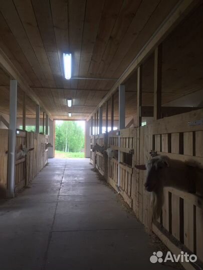 Козье молоко, сыр, молозиво