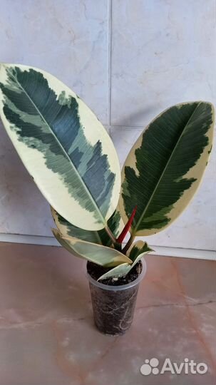 Фикус эластика тинеке