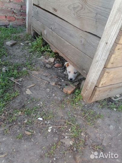 Щенки метисы в добрые руки