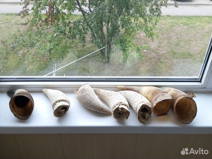 Рога, подрожники