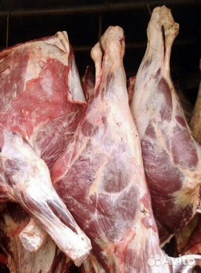 Мясо телятины