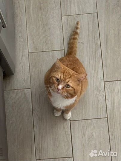 Котик в добрые руки