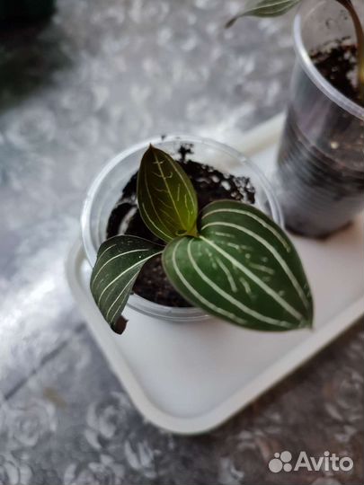 Орхидея лудизия