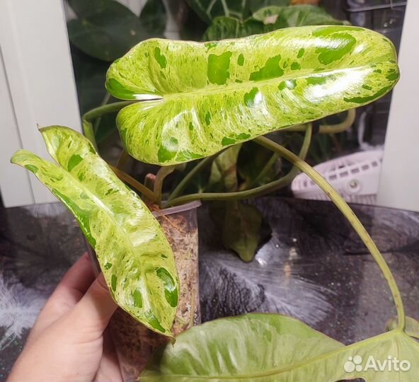 Комнатные цветы