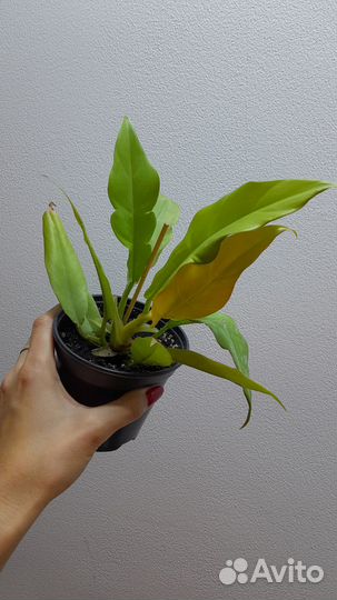 Филодендрон