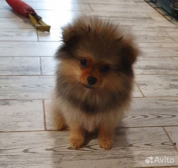 Щенок шпица мальчик