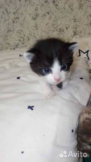 Сибирская кошка бесплатно