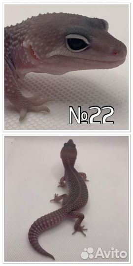 Эублефар малыши