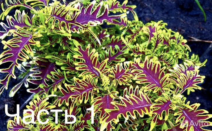 Колеусы вегетативные