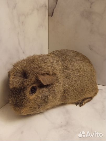 Морские свинки гладкошерстные мальчики