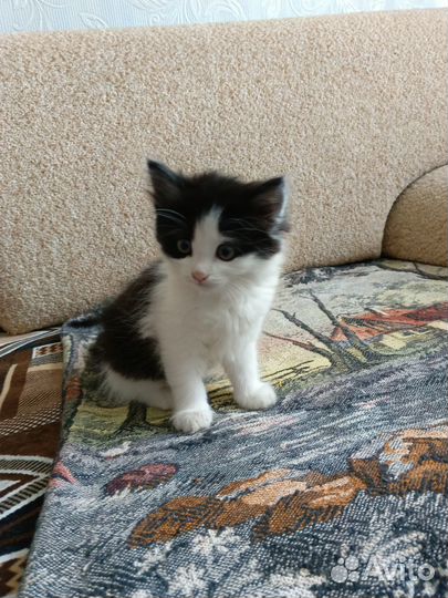 Отдам даром в добрые руки котёнка. Дроздово