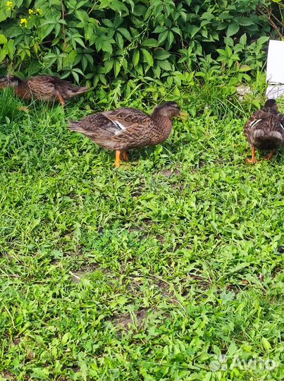 Подсадная утка дикая для охоты