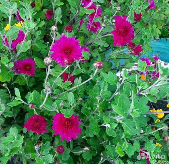 Розы садовые