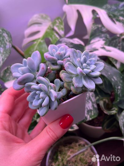 Суккуленты часть 3