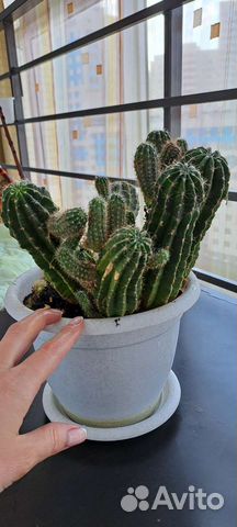 Кактусы и суккуленты