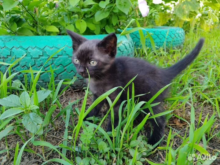 Котенок в дар бесплатно