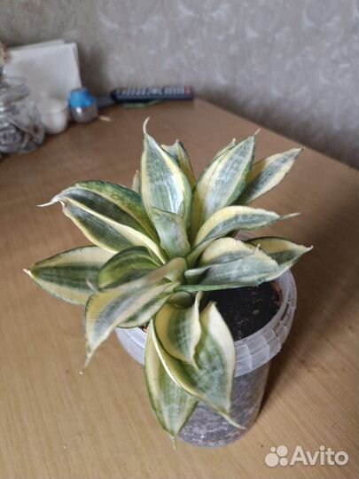 Комнатные цветы