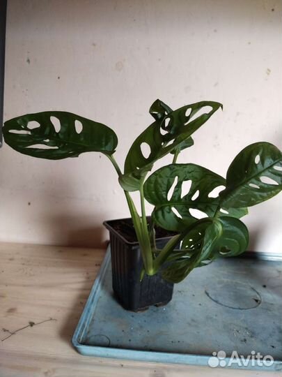 Монстера манки