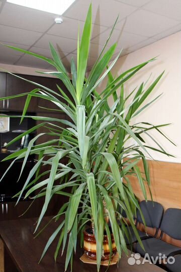 Юкка комнатное растение