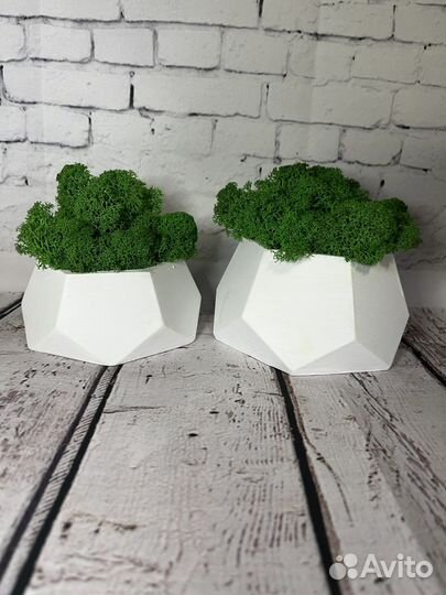 Кашпо со стабилизированным мхом