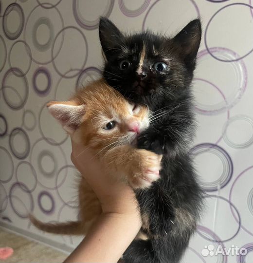 Милые котята в добрые руки