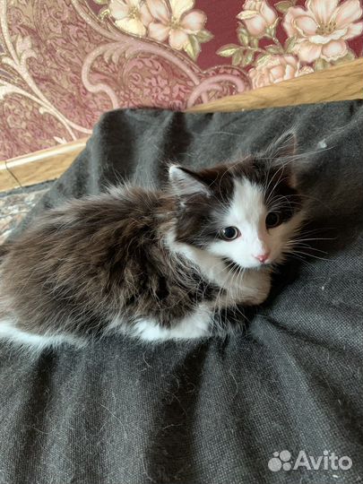 Сибирские котята