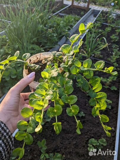 Вербейник монетчатый и Зебрина