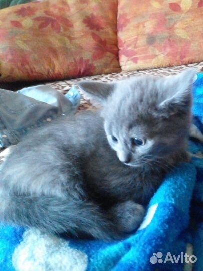 Отдам котят в добрые руки