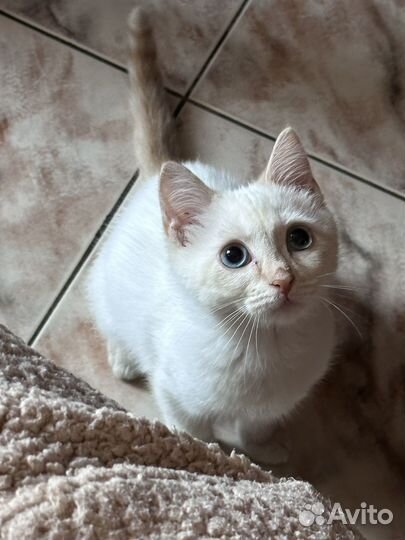 Кошка в дар