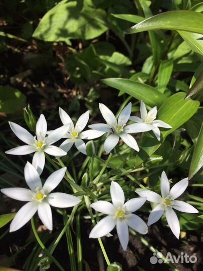 Почвопокровники: тимьян, армерия, седум
