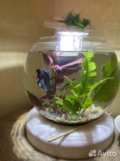 Аквариум круглый 7л (готовое решение)