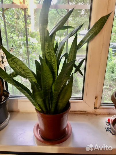 Сансевиерия