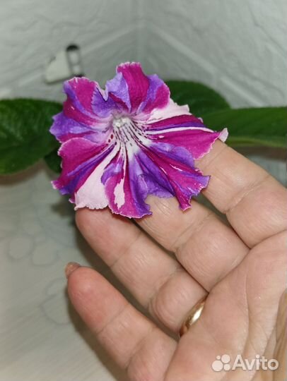 Стрептокарпусы