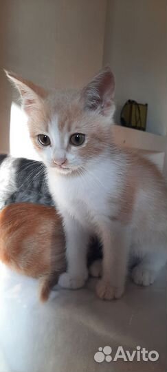 Кошечка в добрые руки