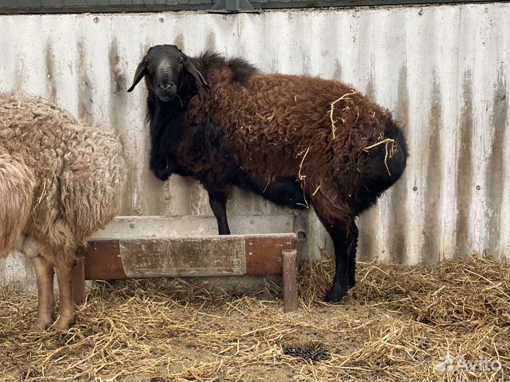 Бараны Гиссарской породы
