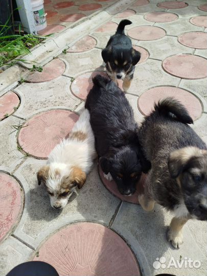 Собака в добрые руки щенок