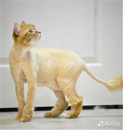 Стрижка кошек